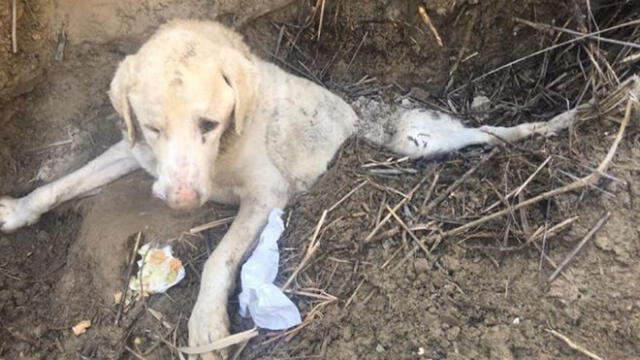 El perro habría sido enterrado en el barranco por sus propios dueños, cuya identidad es todavía desconocida. (Foto: Facebook Asociación Tara)