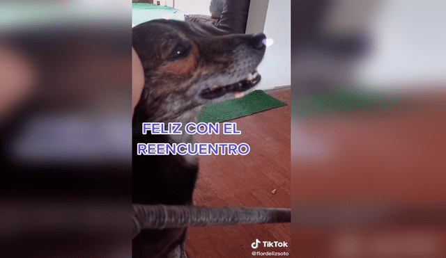 TikTok - animales - perro