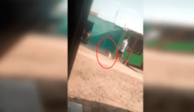 Graban a perra pitbull cuando mata a una gata en Chimbote [VIDEO]