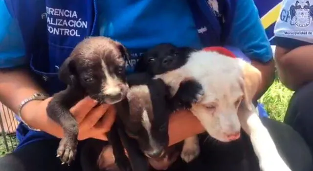 MML: realizan campaña de adopción de mascotas rescatadas [VIDEO]