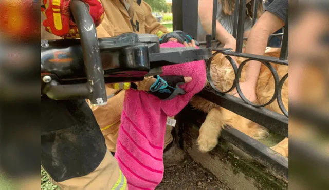 Desliza hacia la izquierda para ver más imágenes de la dulce respuesta que le dio esta cachorra a los bomberos que la rescataron. (Foto: Facebook / Protección Civil y Bomberos Zapopan)