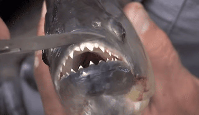 Pescador ingresa a peligrosa playa de Brasil para atrapar a peligrosa criatura marina que atacó a bañistas.