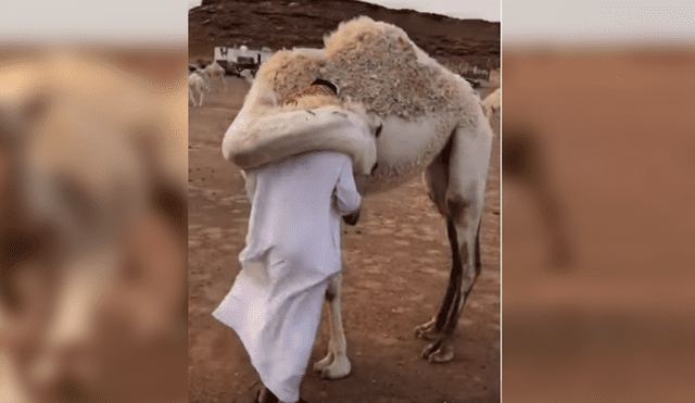 Video es viral en Facebook. Hombre regresó a su casa tras la muerte de su hijo y uno de sus camellos se aproximó a él para darle un conmovedor abrazo