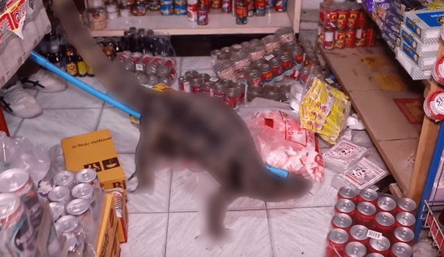 YouTube viral: Anciana descubre misteriosa criatura ingresando a su tienda [VIDEO]
