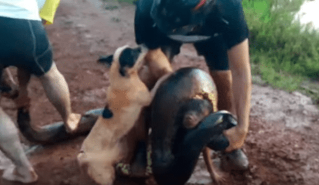 Video es viral en YouTube. Ciclista llegó con su perro a un río para beber agua y fueron sorprendidos por una gigantesca anaconda que atacó intempestivamente al can
