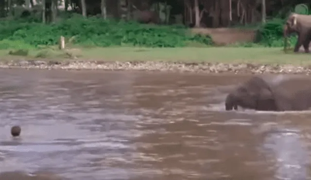 YouTube viral: Elefante se convierte en héroe al socorrer a joven que se ahogaba en profundo río [VIDEO]