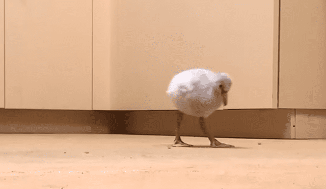 En Facebook, un pequeño flamingo cautivó con sus primeros pasos tras superar sus problemas al nacer.