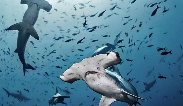 La captura del tiburón martillo está permitida bajo el régimen de la Carta Nacional de Pesquería.
