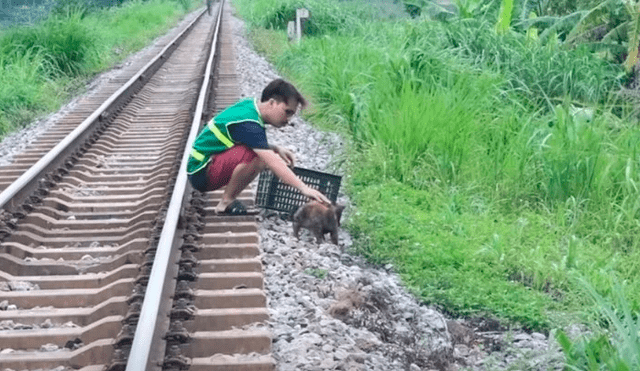 Perro sufrió fractura de una pata y fue tirado a las vías del tren, pero logró salvarse. Foto: Clarín