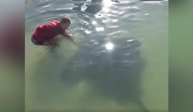 YouTube viral: chico ingresa a playa y se topa con gigantesca criatura marina [VIDEO] 