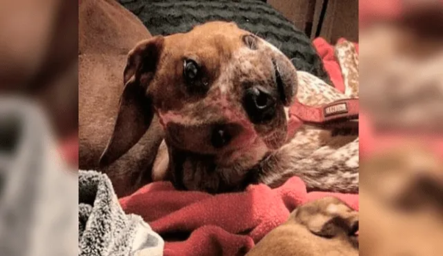 Twitter: la escalofriante ilusión óptica de un perro que se volvió viral en la red