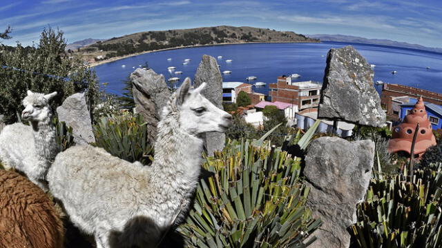 Picture of llamas taken in Copacabana, a Bolivian tourist town affected by the COVID-19 novel coronavirus pandemic, on Lake Titicaca near the border with Peru, 155 km west of La Paz, on June 18, 2020. - A Bolivian startup is offering a virtual llama petting zoo via videotelephony. (Photo by Aizar RALDES / AFP)