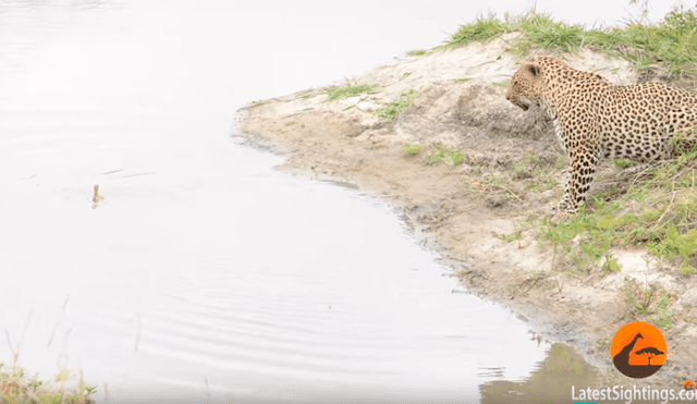 Hambriento leopardo juega con su presa antes de comérsela, comete error y se le escapa [VIDEO] 