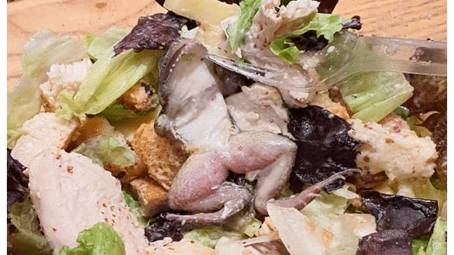 Mujer va a restaurante y encuentra una rana en el fondo de su ensalada [FOTOS]