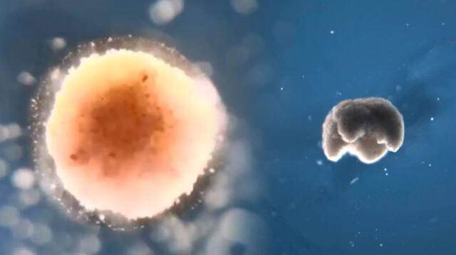 Científicos lograron crear por primera vez una serie de 'biobots' a partir de células de rana. Foto: Composición
