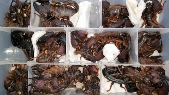 Descubren 200 escorpiones vivos en el equipaje de un hombre cuando intentaba salir de aeropuerto [FOTOS]