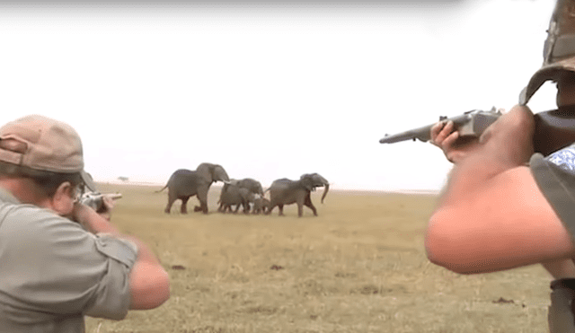 Manada de elefantes arremete contra cazadores que mataron a su compañero [VIDEO]