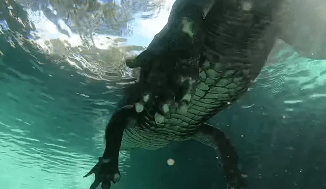 Un video muestra el aterrador momento en el que un buzo se topa con una enorme criatura.