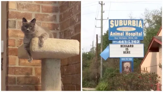 Un descuido del personal de la clínica le costó la vida al gato.