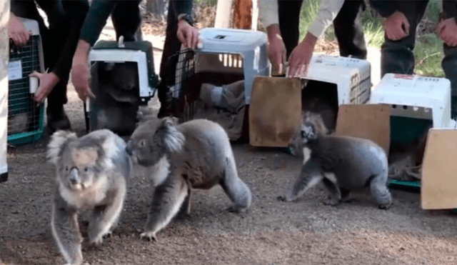 Australia – koalas – incendios forestales – animales