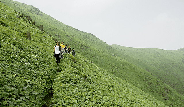 Paisaje. Las lomas de Lima poseen una gran vegetación gracias a la presencia de la humedad.