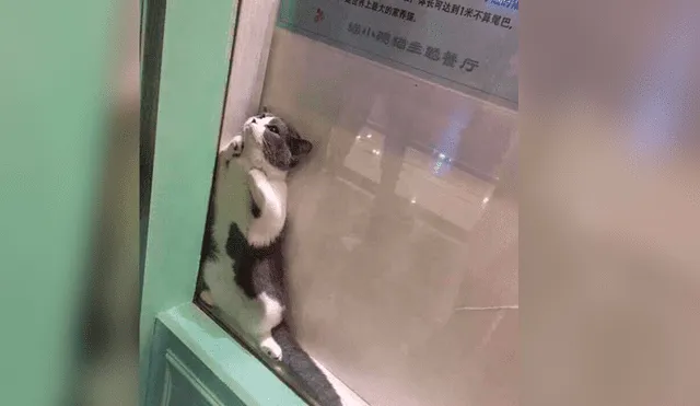 Facebook: Gato se vuelve viral por quedarse atrapado en vitrina de un local [FOTOS]