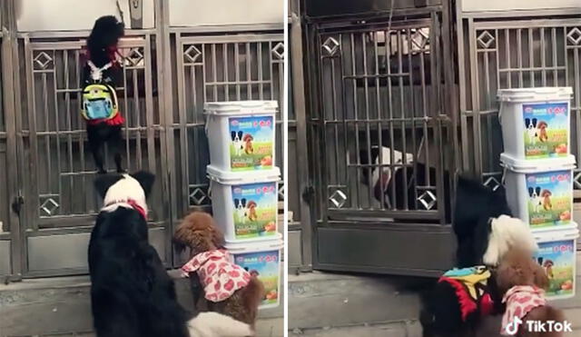 Las imágenes revelan la 'astucia' de este grupo de cachorros para entrar a jugar a una vivienda. Foto: captura de TikTok