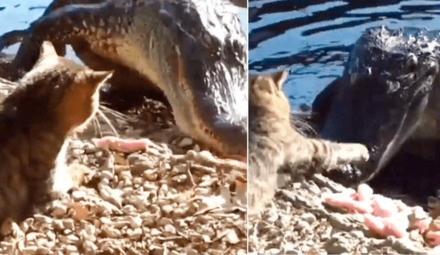 YouTube viral: valiente gato pelea contra cocodrilo por comida y final del enfrentamiento impacta [VIDEO]