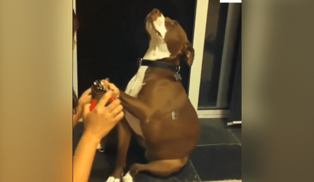 Facebook viral: chica le corta las uñas a su perro y este tiene una dramática reacción. Si quieres verlo desliza cada imagen hacia la izquierda.