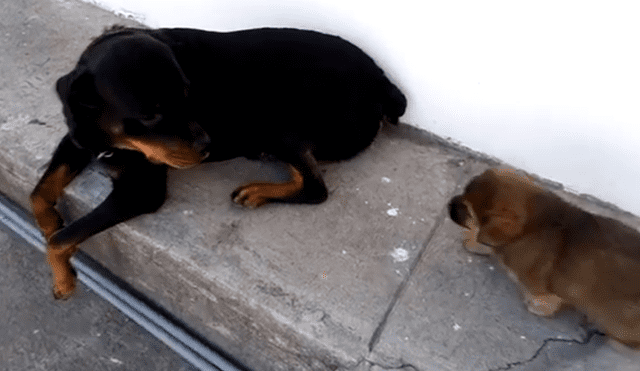 YouTube viral: extraña apariencia de rottweiler cachorro llama la atención de todo el mundo [VIDEO]