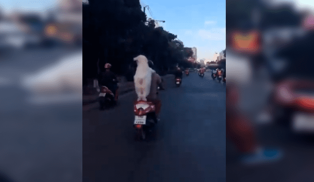 Video es viral en YouTube. Un hombre sacó a pasear a su perro en motocicleta, sin imaginar que el can se volvería famoso por su peculiar forma de viajar