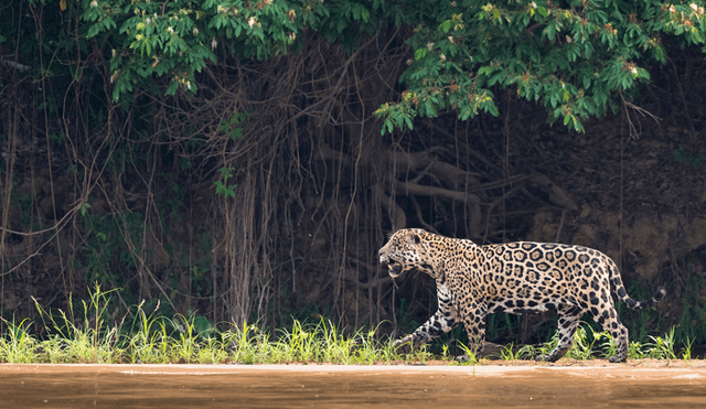 Durante encuentro internacional acordaron reforzar protección del jaguar. Foto: Referencial