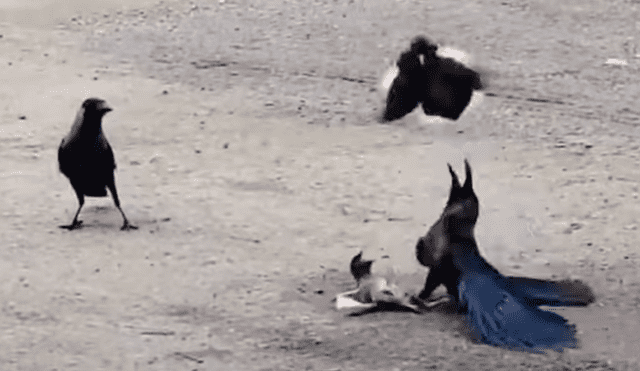 El pichón estaba atrapado bajo las patas de uno de los cuervos, que quería devorarlo. Foto: captura