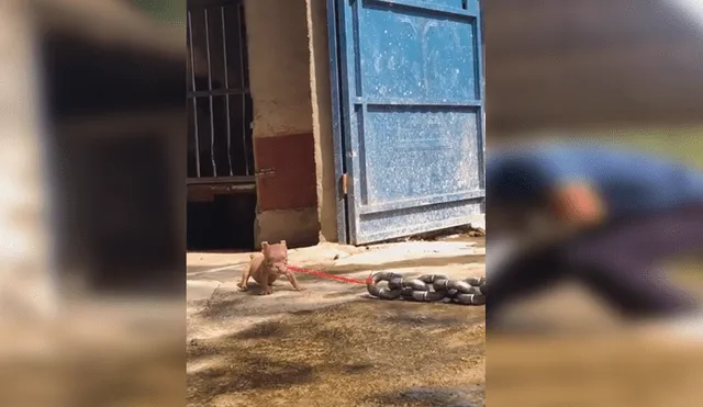 En YouTube, un hombre lidiaba con un enorme animal atado con unas cadenas y sorprendió a sus vecinos.
