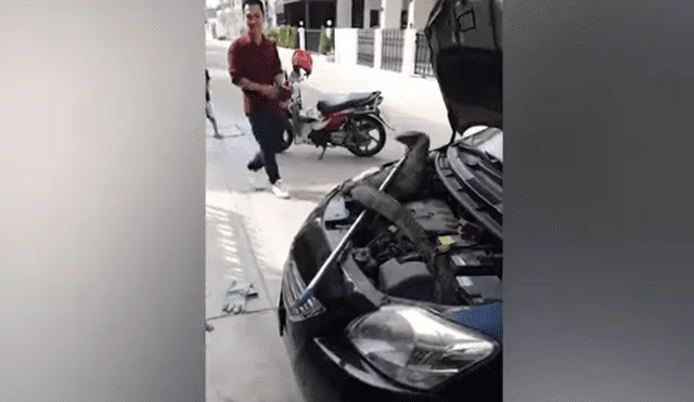 Desliza hacia la izquierda para ver al enorme reptil que se escondió en el motor de un carro. Video es viral en YouTube.