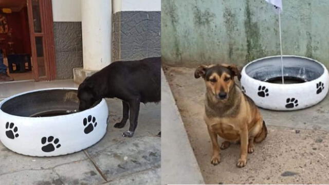 La Libertad: convierten llantas en dispensadores de comida para perros y gatos callejeros
