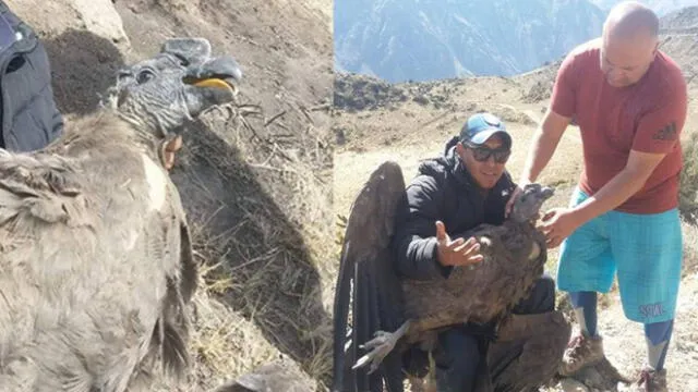 Arequipa: Rescatan a cóndor herido en valle del Colca