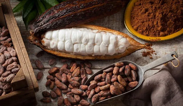 Buscan poner en valor el cacao peruano como producto originario
