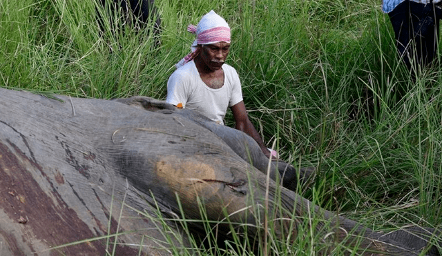 La extensión de la presencia humana en India provoca regularmente incidentes con la fauna silvestre local.