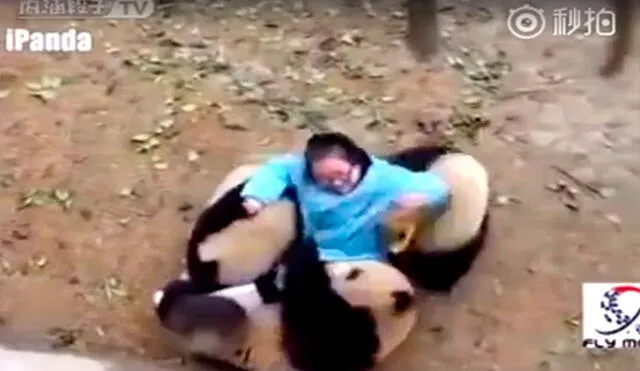 Facebook: Video muestra la tierna reacción de unos osos panda hacia su cuidadora 