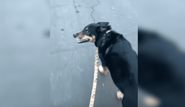 En YouTube, un perro se emocionó al salir a la calle para dar su paseo diario acompañado de su dueño.