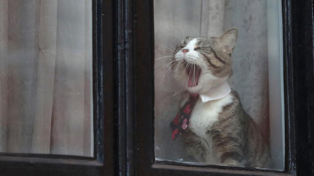 Wikileaks rechaza que Assange haya usado a gato para espiar embajada de Ecuador [FOTOS]