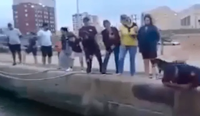 Facebook viral: escucha ruidos extraños debajo de un puente y realiza un conmovedor rescate [VIDEO] 