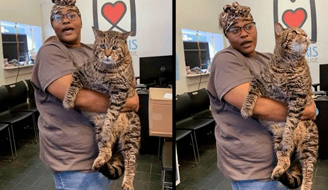 Gato que pesa más de 12 kilos se encuentra en la búsqueda de un hogar “para ser feliz” [FOTOS]