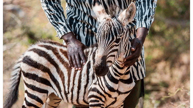 La pequeña Diria quedó huérfana cuando su madre fue atacada por depredadores. Foto: Sheldrick Wildlife Trust / Caters News.