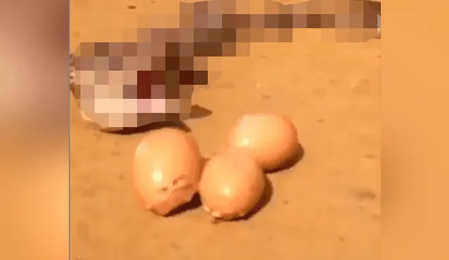 YouTube viral: Aterradora criatura se siente amenazada y expulsa huevos por su boca [VIDEO]