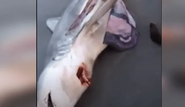 YouTube viral: Abren estómago de tiburón muerto y descubren criaturas vivas [VIDEO] 
