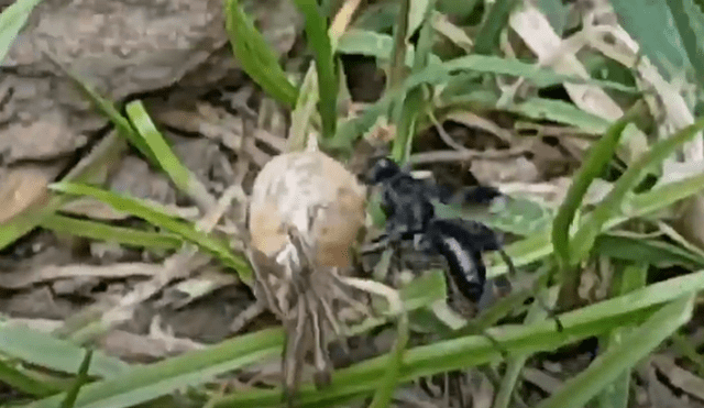 Desliza hacia la izquierda para ver el enfrentamiento de los insectos. Viral en Facebook. Foto: Captura.