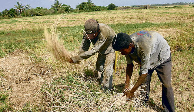 Más de 13,000 hectáreas de cultivos amenazadas por sequía en Alto Piura