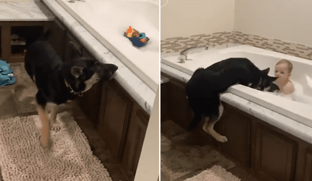 A través de Facebook se hizo viral el curioso comportamiento de un perro al ver a su dueño en un bañera.